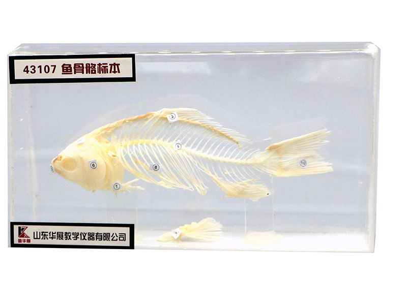 鱼骨骼标本