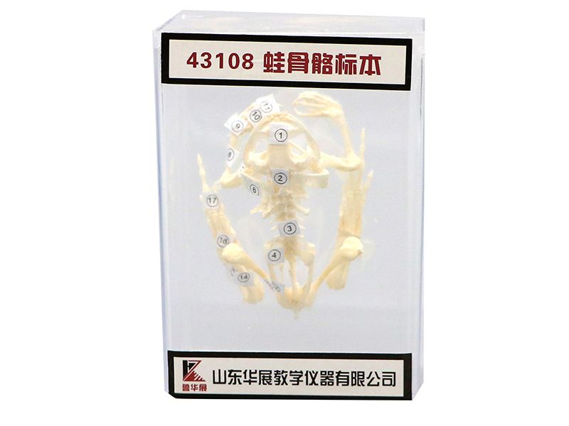 蛙骨骼标本