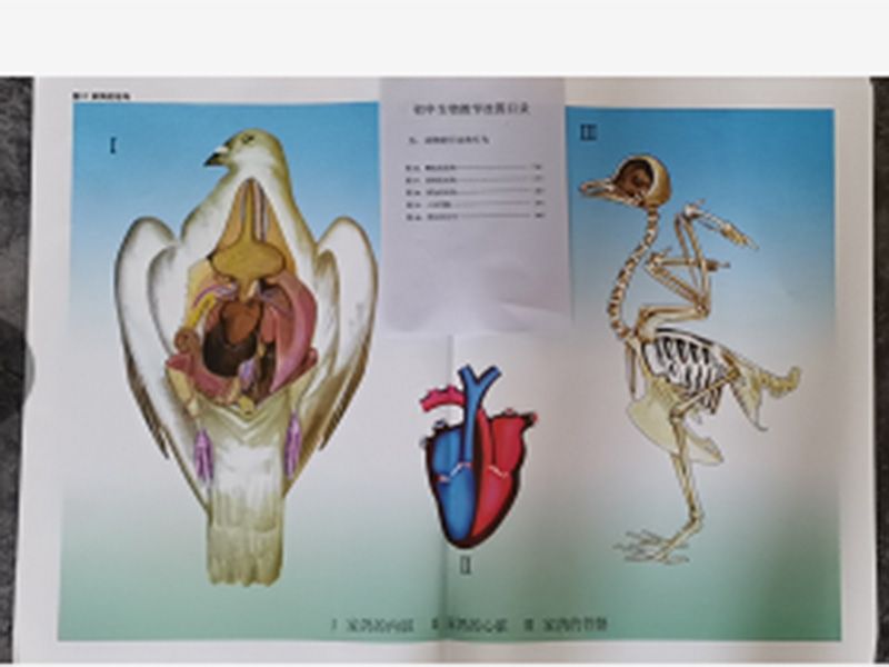 动物的行动和行挂图