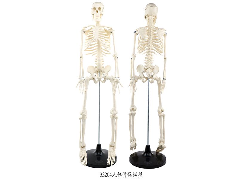 人体骨骼模型