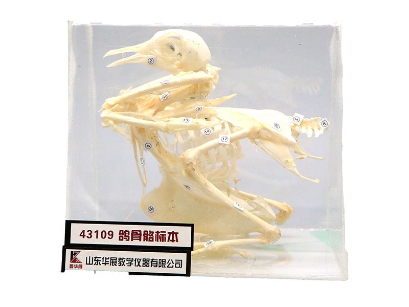 鸽骨骼标本