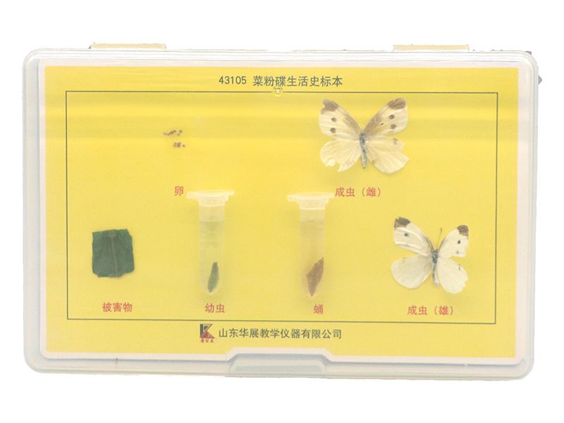 菜粉蝶生活史标本